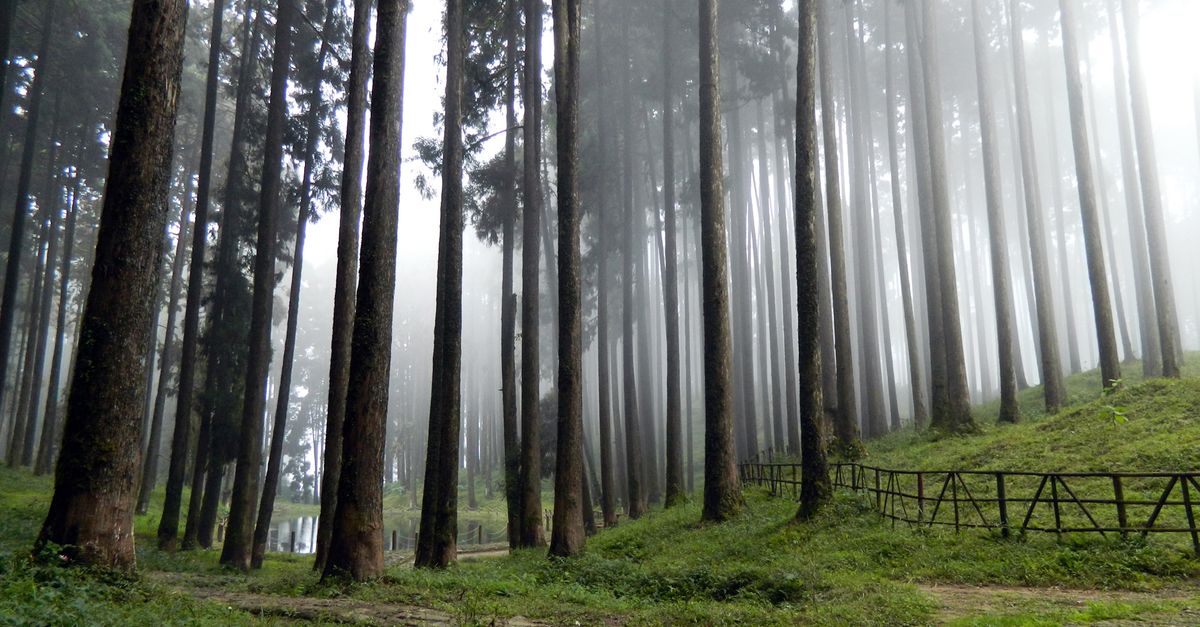Experience the serene beauty of misty Tukdah Forest with towering pines and tranquil fog.