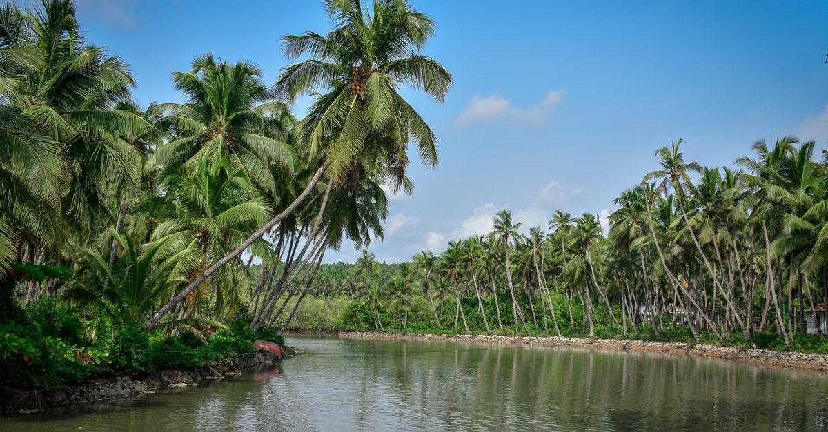 Scenic view of a tropical river lined with lush coconut trees under blue skies in Kannur, India.